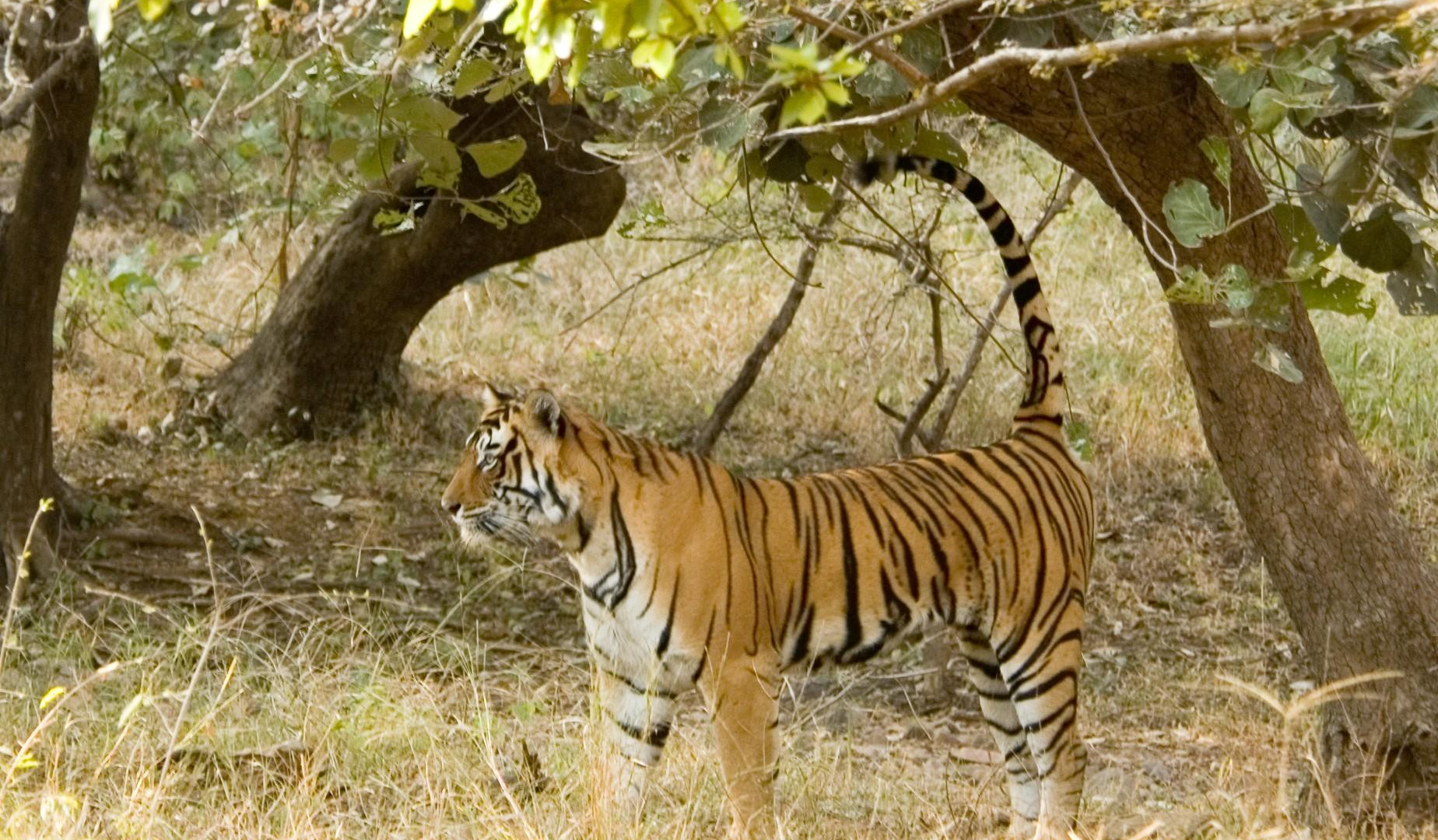 Tiger in Sawai Madhopur Paul Asman and Jill Lenoble CC BY 2.0