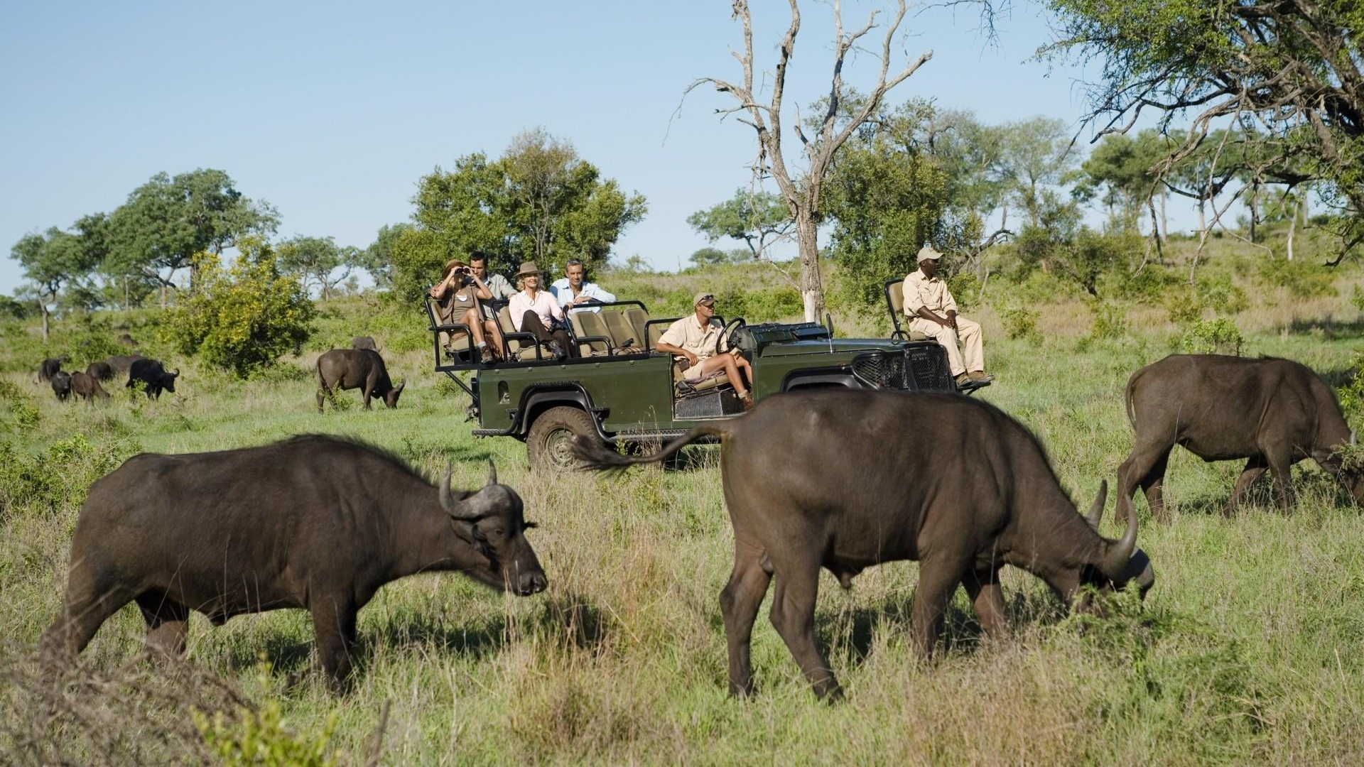 Herd of African buffaloes (Syncerus caffer) with tourists in jeep in background