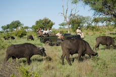 Safari im Krüger National Park in Südafrika
