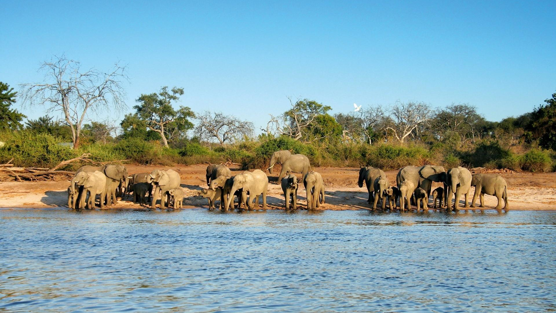 Elephant herd