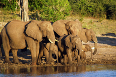 Elefanten (Foto: Michaela Komma, Fotolia)