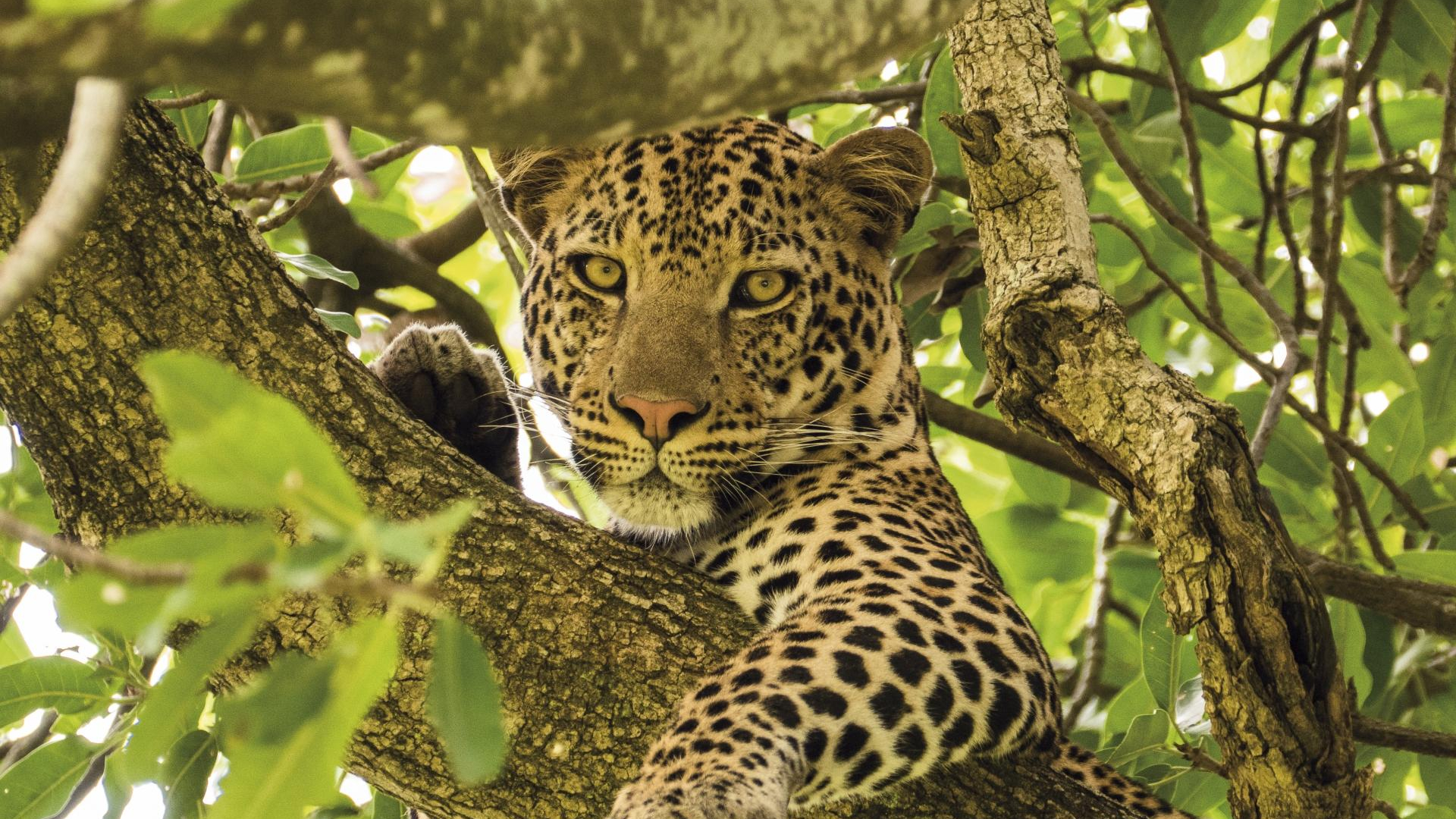 Leopard in der Serengeti