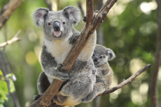 Koala (hotshotsworldwide-Fotolia)