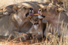 Löwen Madikwe Wildreservat | Südafrika