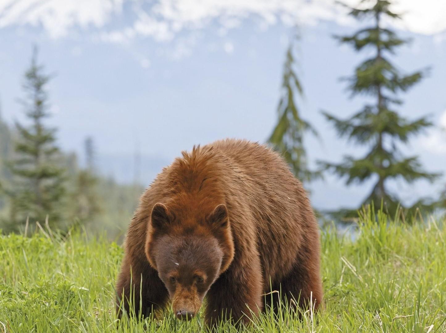 Mr. Petz auf Sonntagsspaziergang - Kanada Bär- schaef fotolia