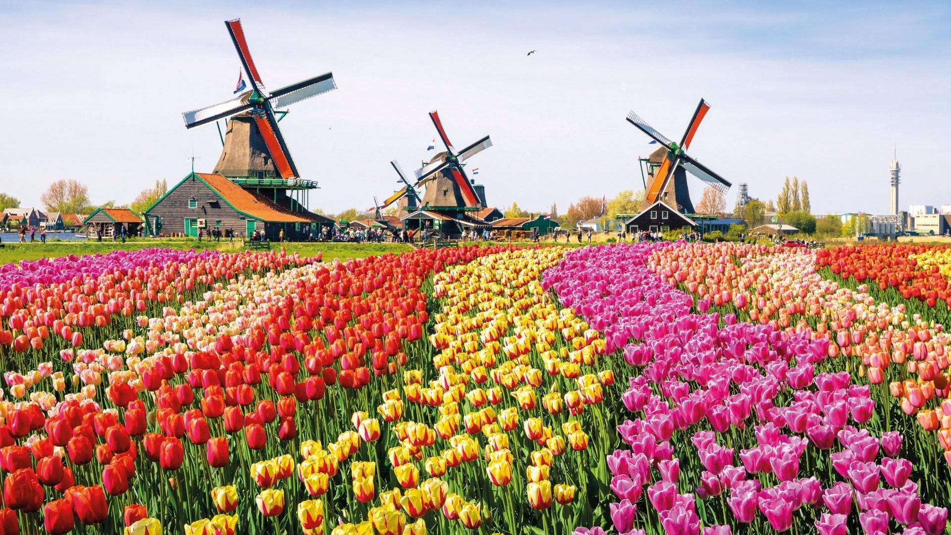 Tulpenfelder mit Windmühlen | Niederlande