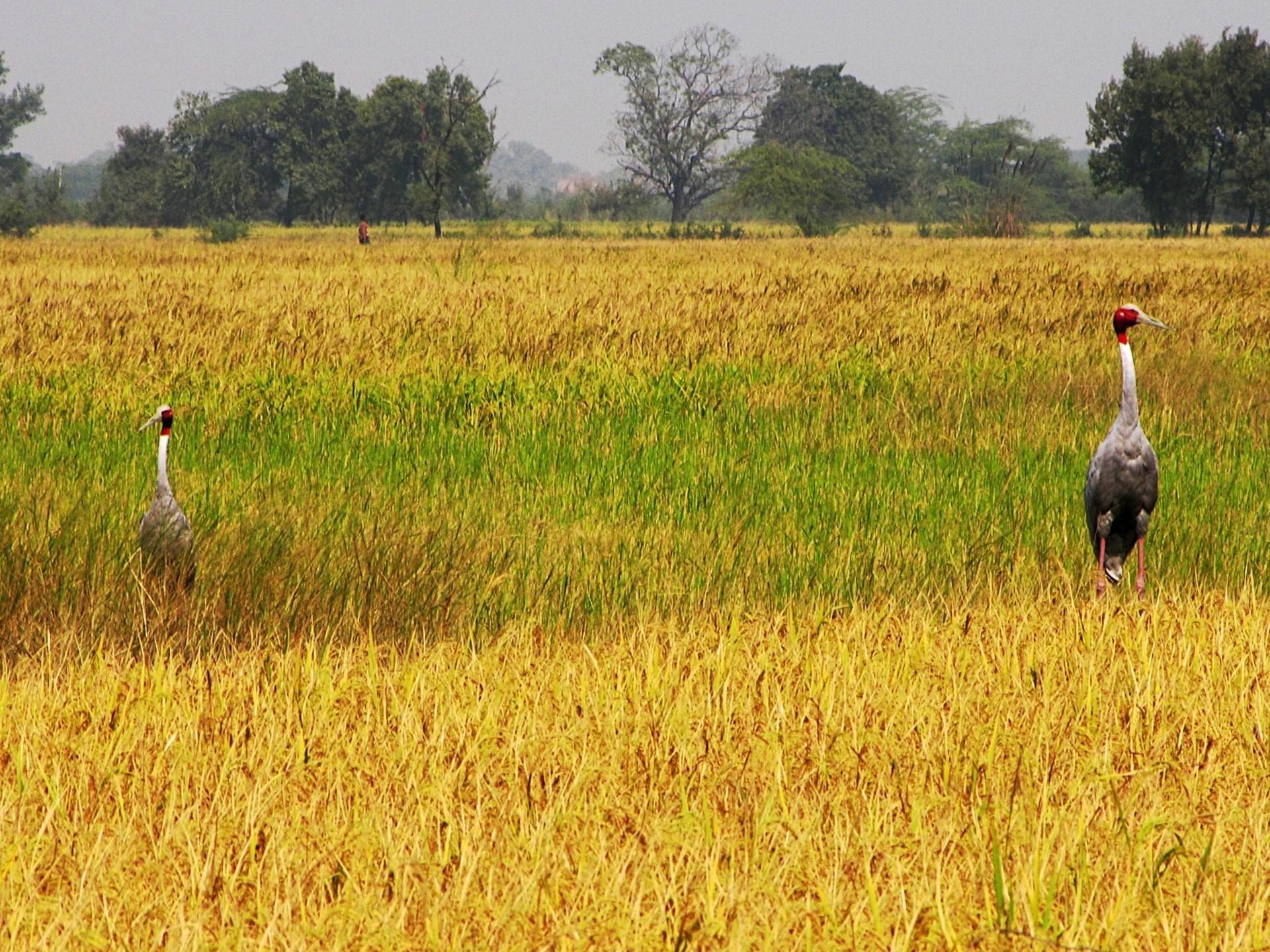 Kraniche in Sibirien