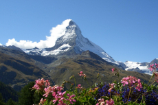 Matterhorn zur Alpenblüte