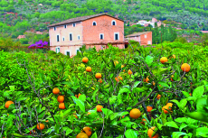 Orangenhain auf Mallorca