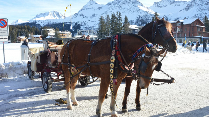 Arosa - Pferdeschlittenfahrt