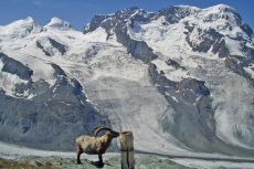 Alpine Gletscherwelt
