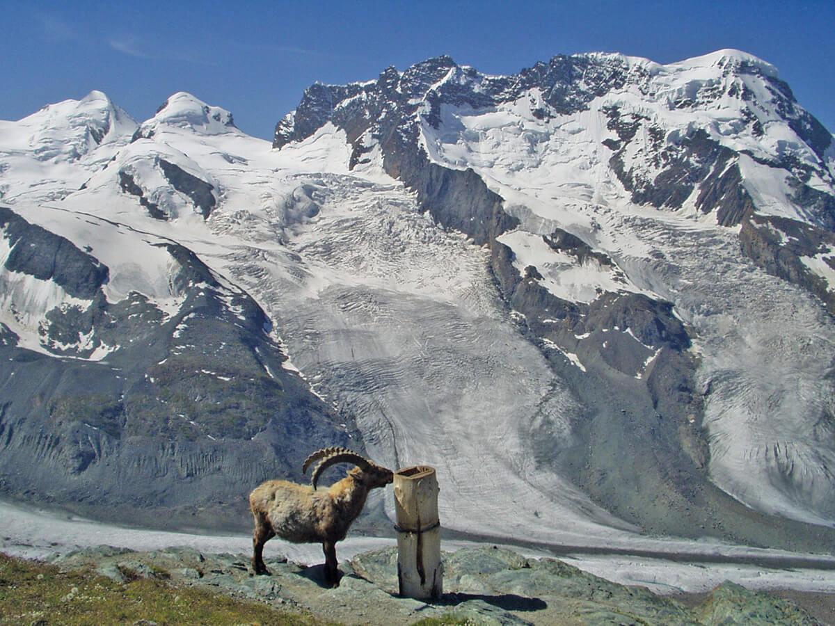 Alpine Gletscherwelt