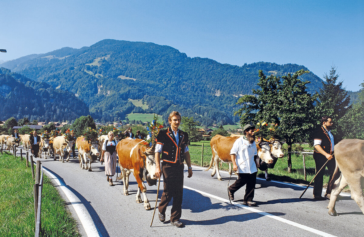 Umzug der Alpen-Kühe