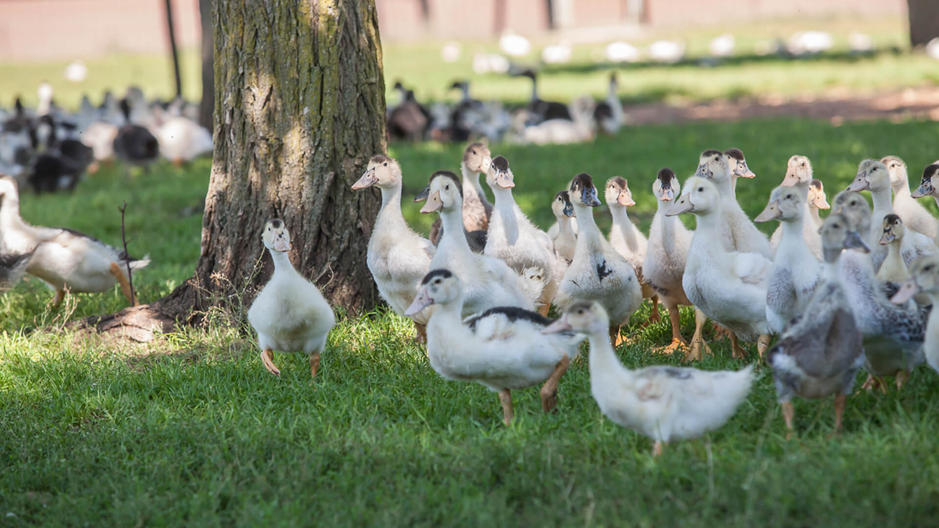 Gänsefarm Rocamadour