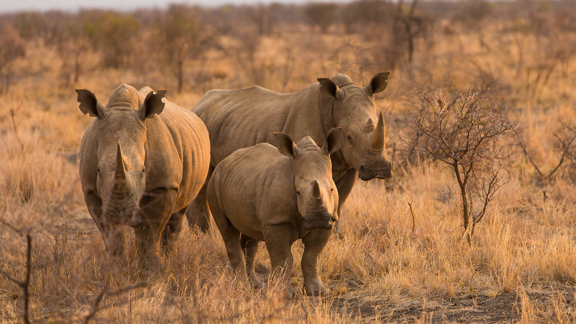 Rhinos