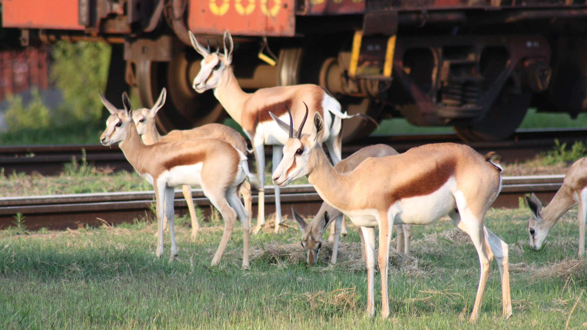 Impala