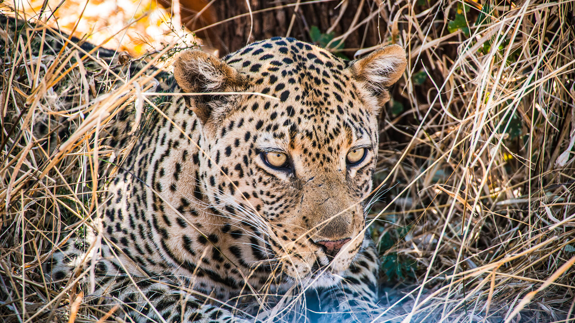 Madikwe Leopard