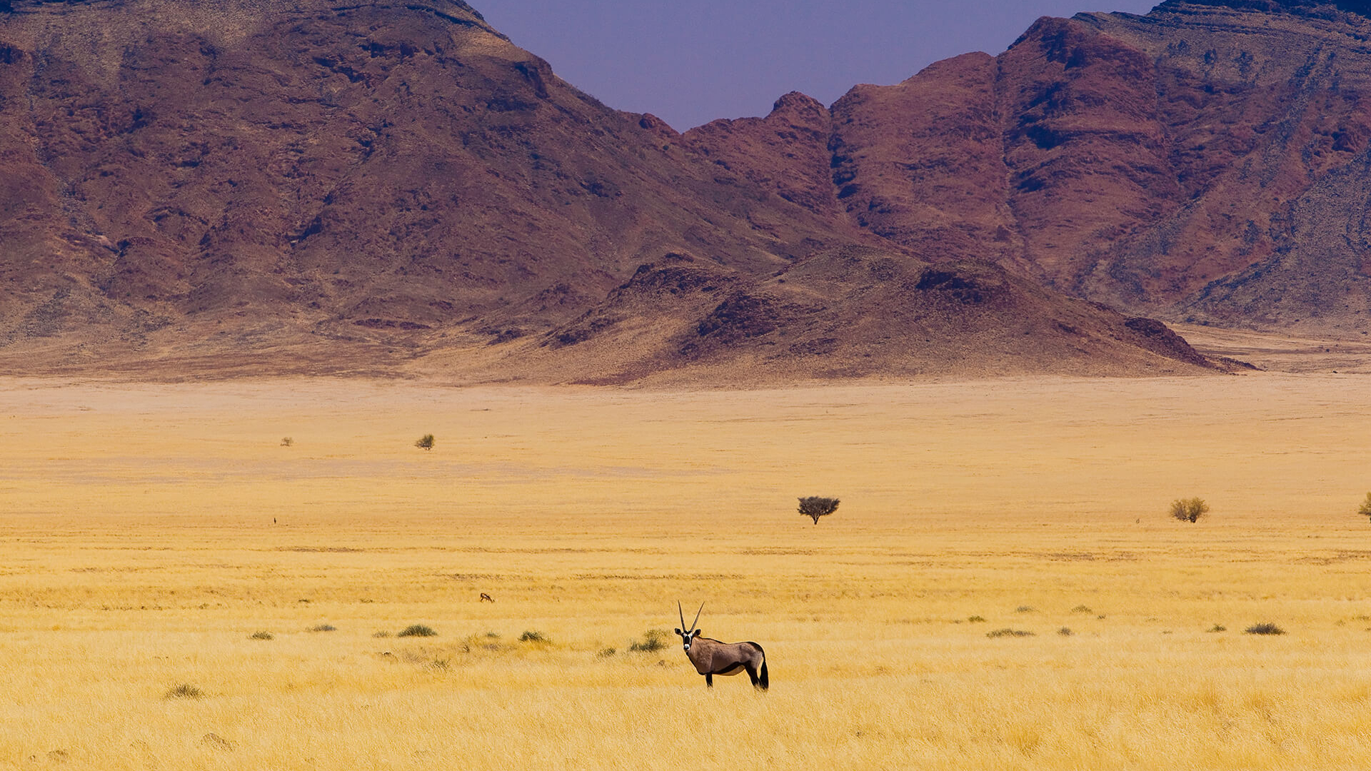 Desert Antelope