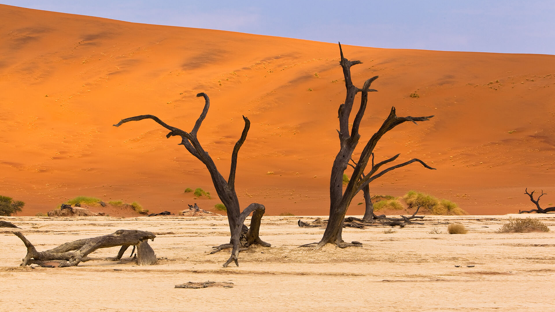 Desert Trees