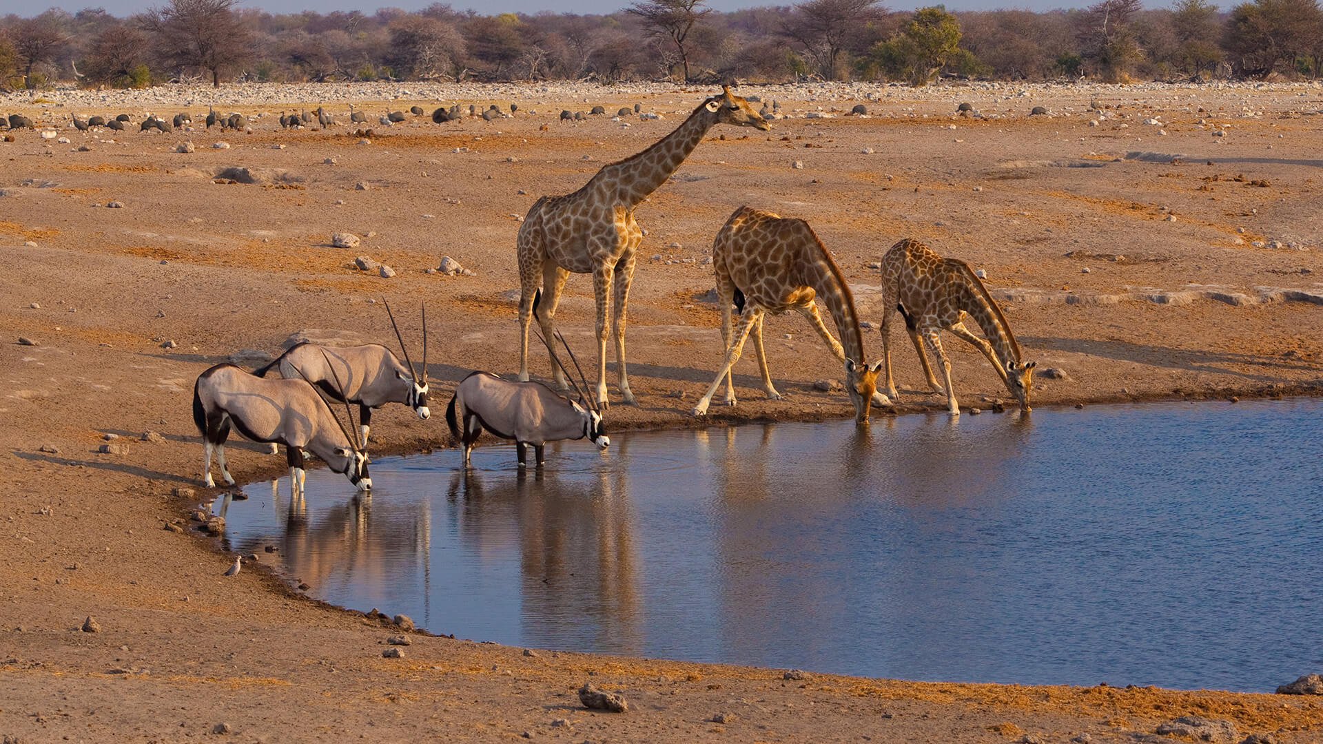 Giraffes