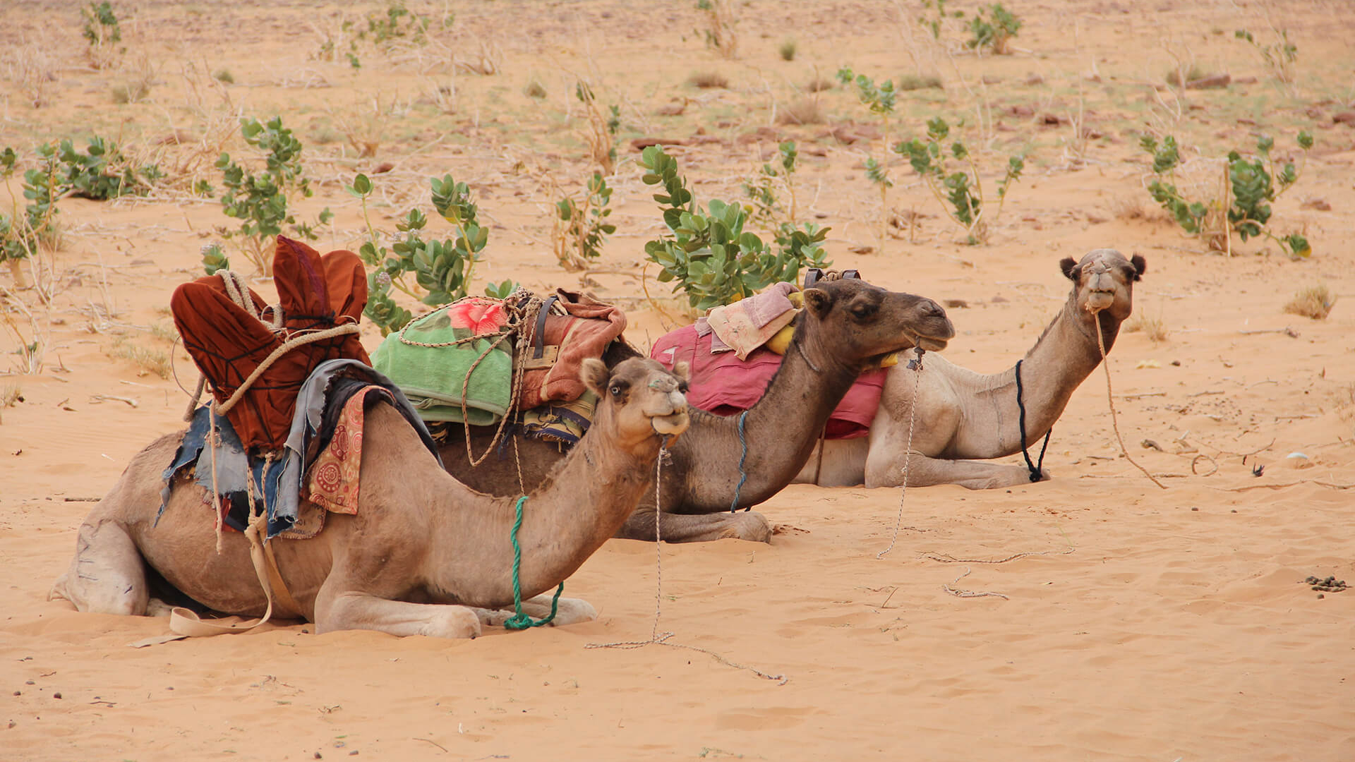 camels-7162927