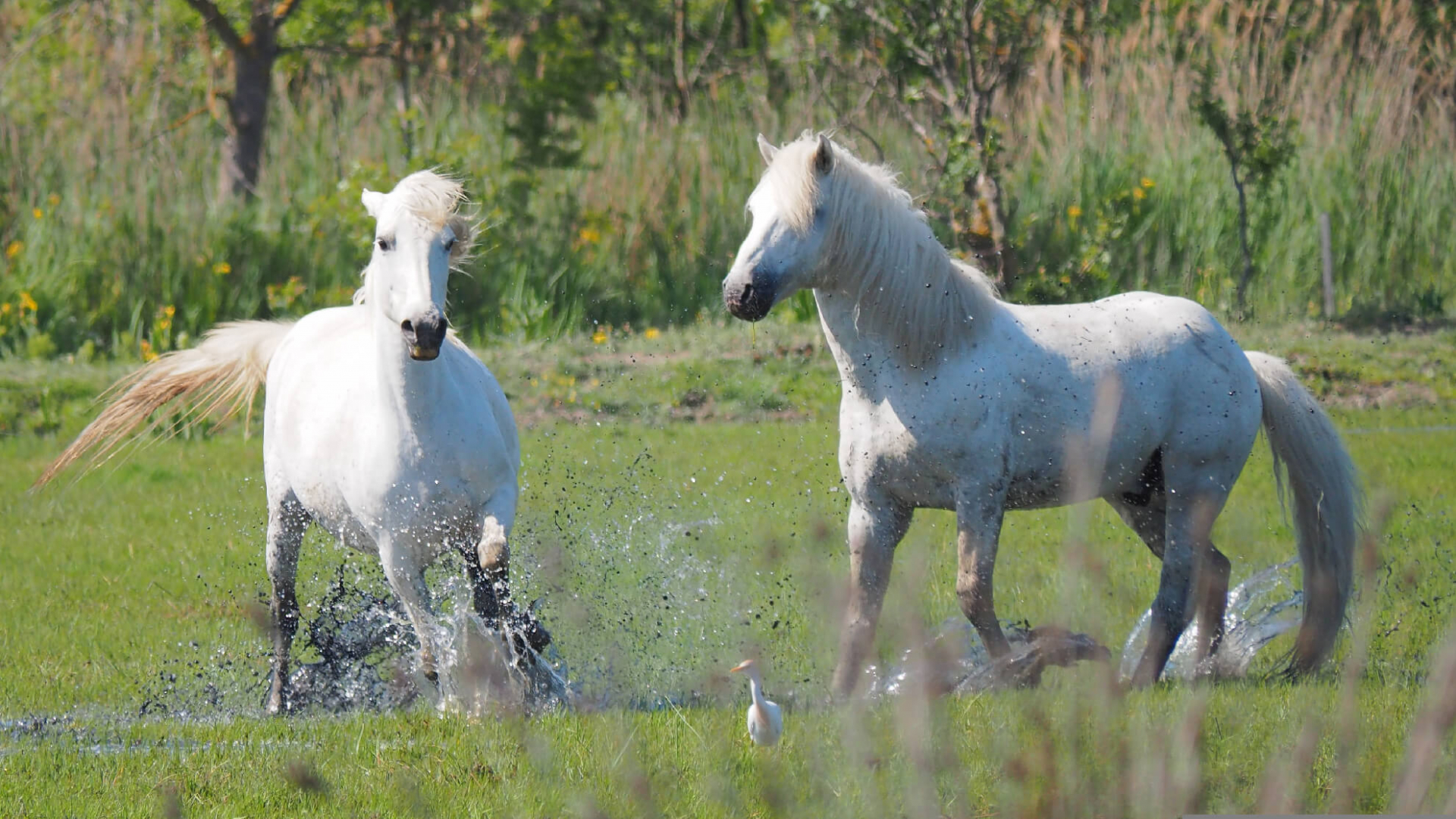 Camargue 1