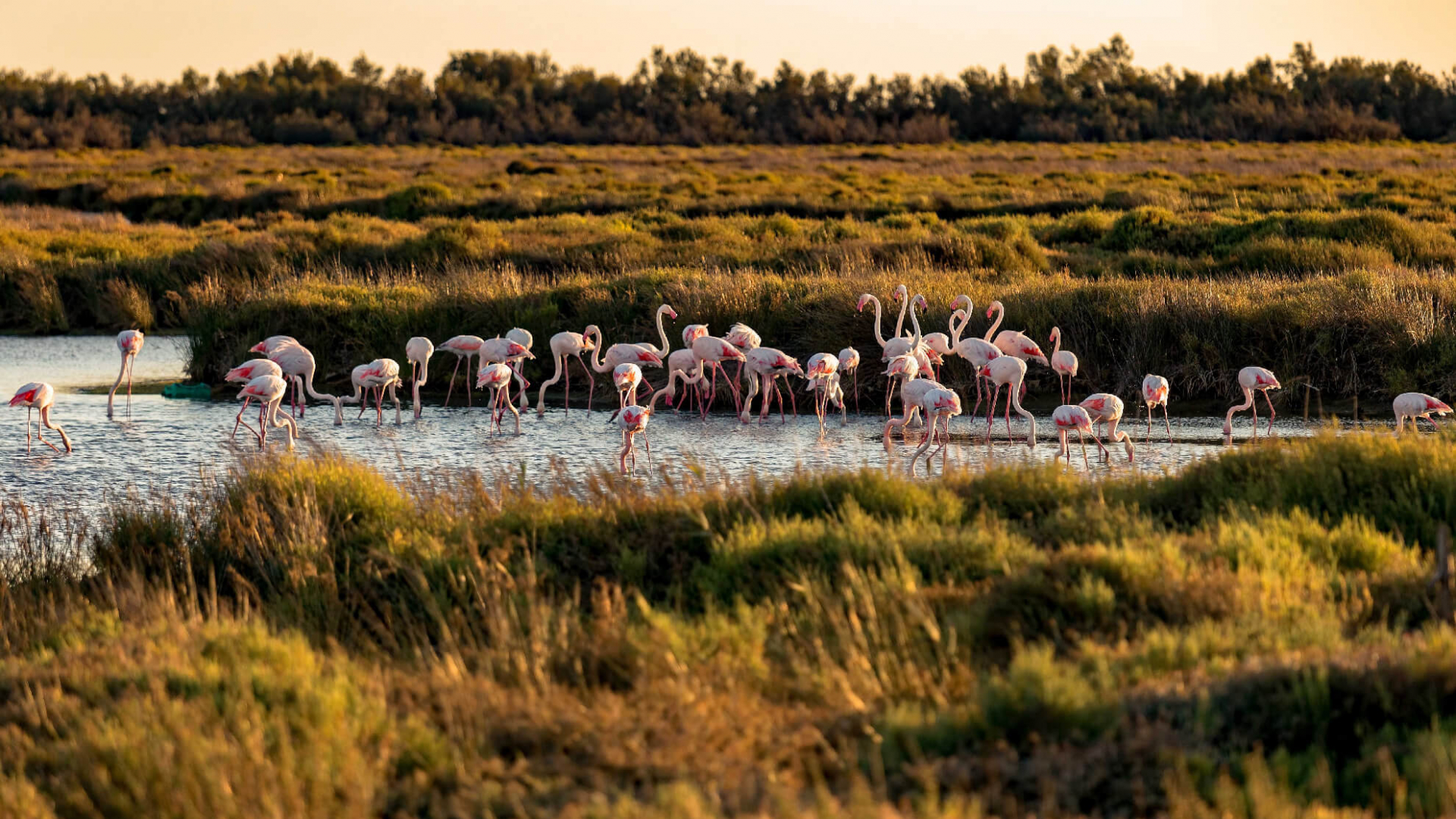 Camargue 3