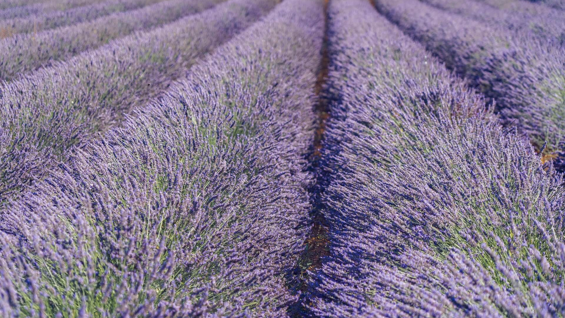 Provence 2