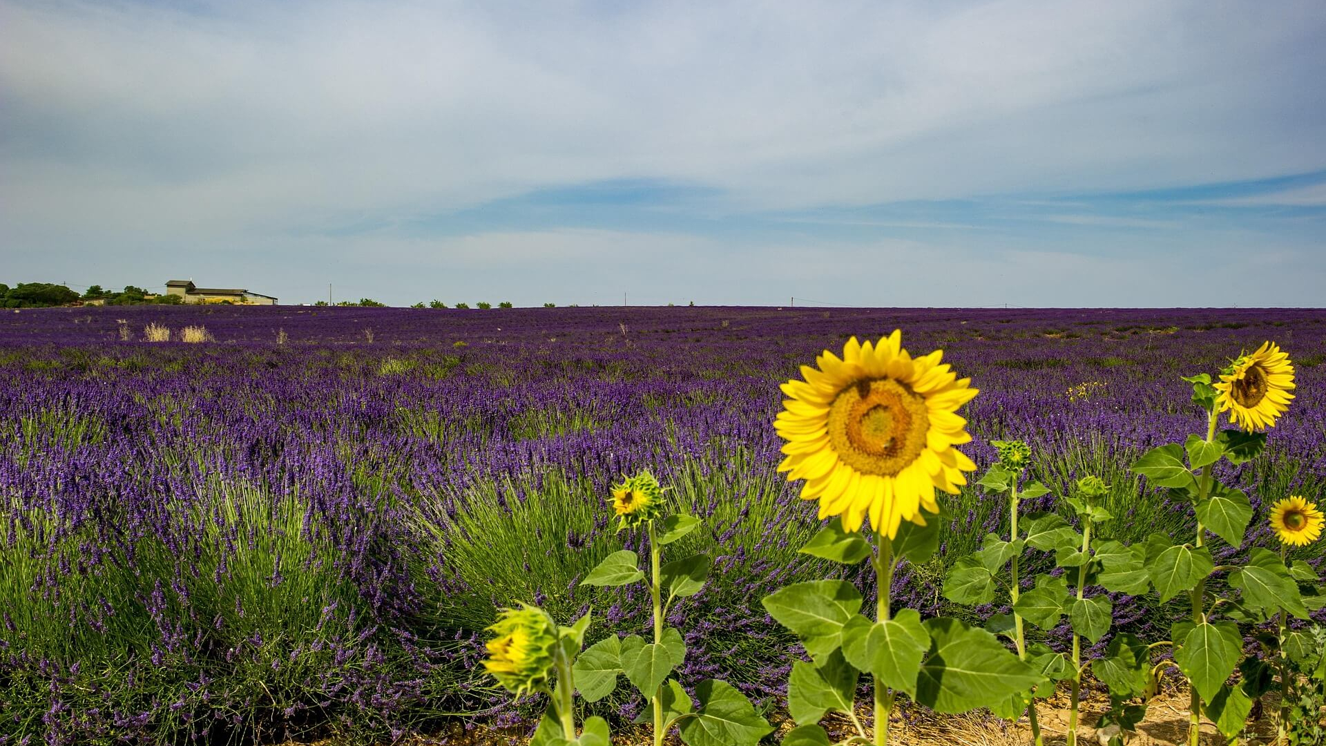 Provence 5