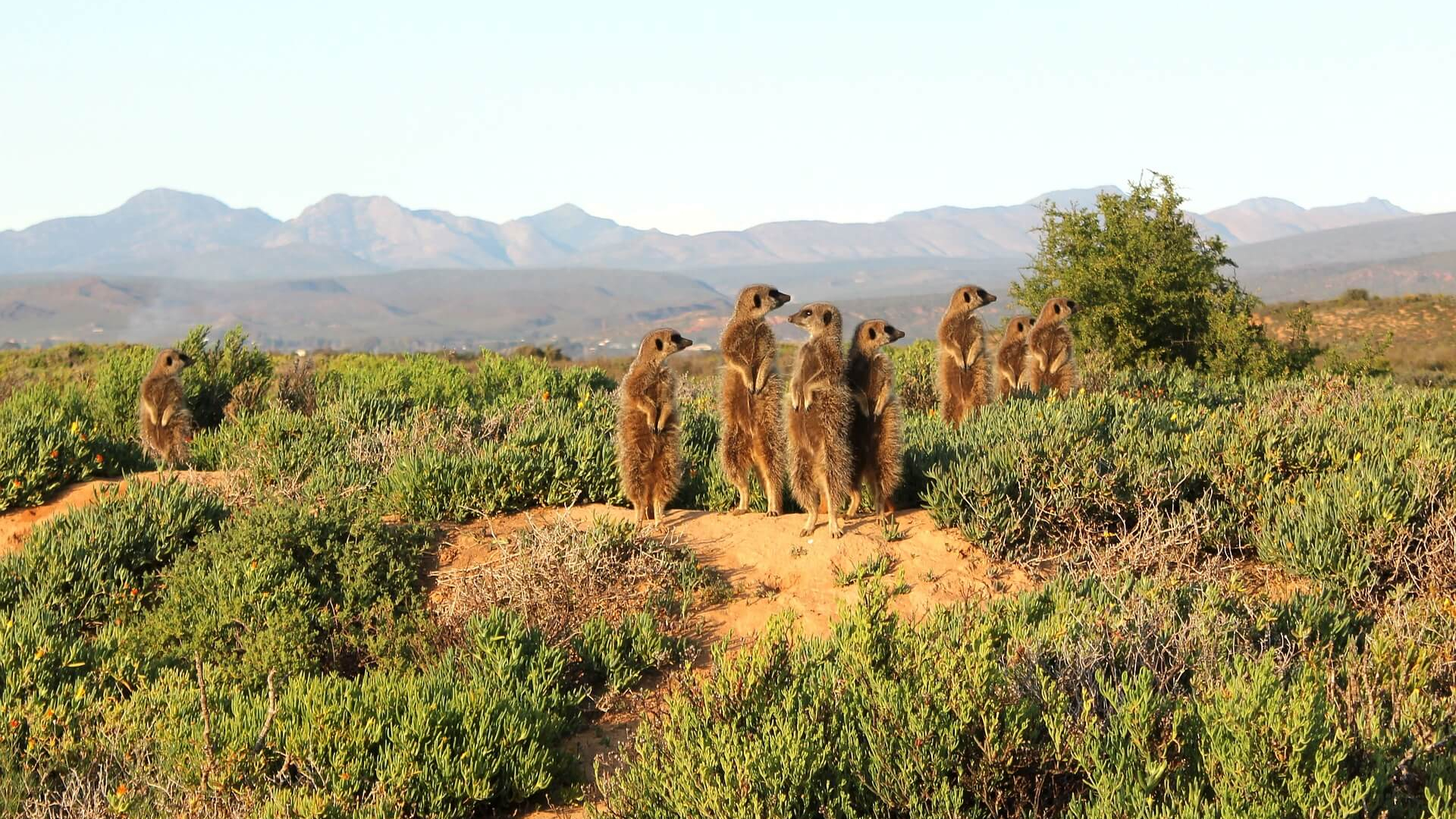 Karoo 1